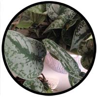 pothos silver satin