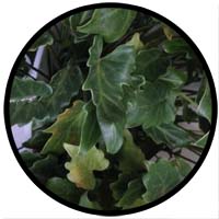 xanadu philodendron